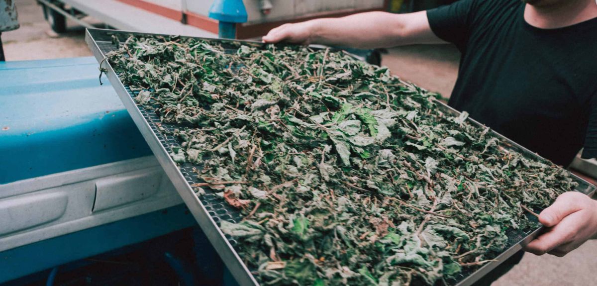 Thé froid artisanal aux herbes suisses